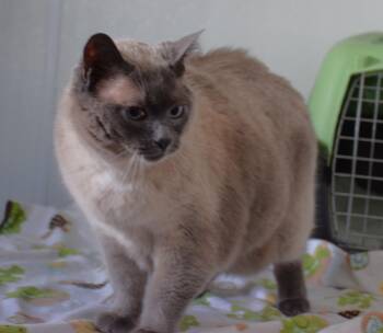 Siamese Cats Available for Adoption in Claresholm, Alberta - Miss Fiddles | PetCurious