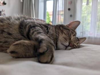 Zenny -  Domestic Short Hair Cat for Adoption in Montreal, Quebec - Zenny | PetCurious