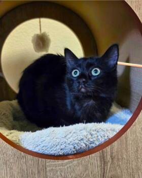 Vicky -  Domestic Medium Hair Cat for Adoption in Novato, California - Vicky | PetCurious