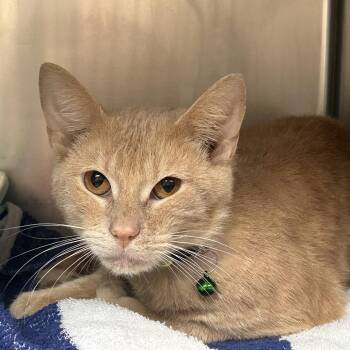 green collar -  Domestic Short Hair Cat for Adoption in Galveston, Texas - Green Collar | PetCurious