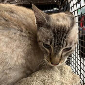 Edo -  Domestic Short Hair Cat for Adoption in Des Moines, Iowa - Edo | PetCurious