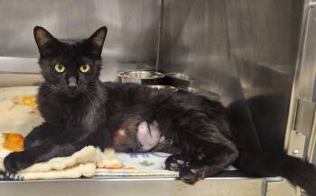 Domestic Short Hair Cats Available for Adoption in Clayton, New Jersey - Judy | PetCurious