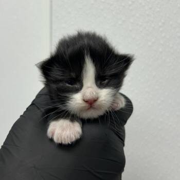 Sydney -  Domestic Medium Hair Cat for Adoption in Abilene, Texas - Sydney | PetCurious