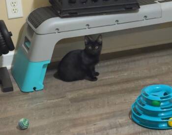 Rescue Domestic Short Hair Cats for Adoption in Evans, Georgia - Branch | PetCurious