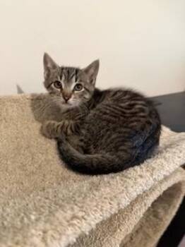 Tiger -  Domestic Short Hair Cat for Adoption in Oradell, New Jersey - Tiger | PetCurious