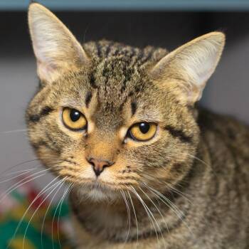 Puma -  Domestic Short Hair Cat for Adoption in Evansville, Indiana - Puma | PetCurious