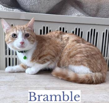 Domestic Short Hair Cats Available for Adoption in Berkeley Springs, West Virginia - Bramble | PetCurious