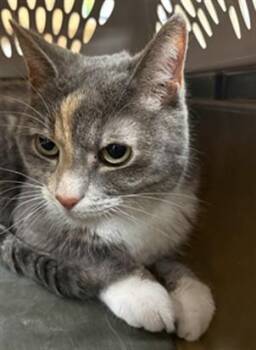 Domestic Short Hair Cats Available for Adoption in Aliquippa, Pennsylvania - STELLAR | PetCurious