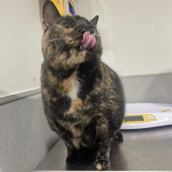 Queen (Maple) -  Domestic Short Hair Cat for Adoption in Tampa, Florida - Queen (Maple) | PetCurious