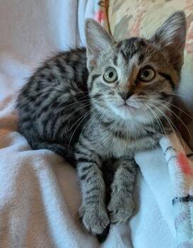 Valerie -  Domestic Short Hair Cat for Adoption in Fishers, Indiana - Valerie | PetCurious