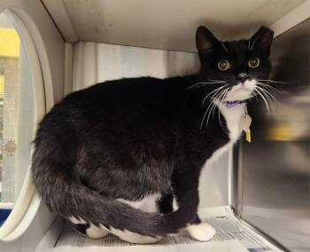 MILKSHAKE -  Domestic Short Hair Cat for Adoption in St. Louis, Missouri - MILKSHAKE | PetCurious
