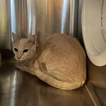 Spice -  Domestic Short Hair Cat for Adoption in Knoxville, Tennessee - Spice | PetCurious