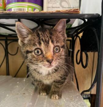 Domestic Short Hair Cats Available for Adoption in Bayonne, New Jersey - Molly | PetCurious