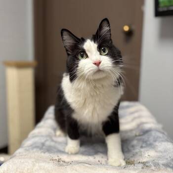 Domestic Medium Hair Cats Available for Adoption in Fargo, North Dakota - Aunt Jet | PetCurious