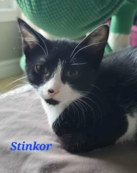 Rescue Domestic Short Hair Cats for Adoption in Kitchener, Ontario - Stinkor | PetCurious