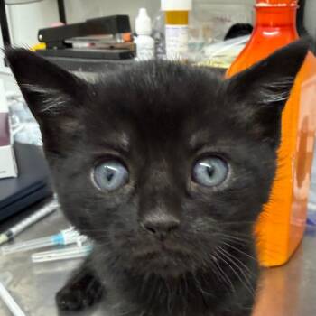LILY KITTEN5 -  Domestic Short Hair Cat for Adoption in Richmond, California - LILY KITTEN5 | PetCurious