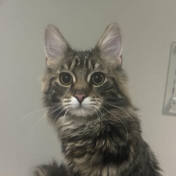 Dock -  Domestic Medium Hair Cat for Adoption in Chicago, Illinois - Dock | PetCurious