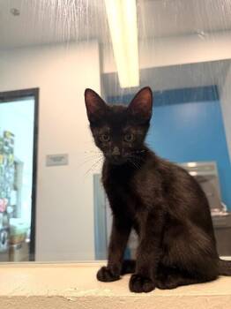 Catfish -  Domestic Short Hair Cat for Adoption in Fort Collins, Colorado - Catfish | PetCurious