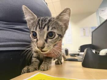 TINY -  Domestic Short Hair Cat for Adoption in Doral, Florida - TINY | PetCurious