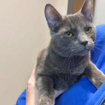 Dorian -  Domestic Short Hair Cat for Adoption in Matteson, Illinois - Dorian | PetCurious