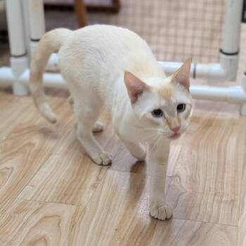 Hobbes -  Domestic Short Hair Cat for Adoption in St. Augustine, Florida - Hobbes | PetCurious