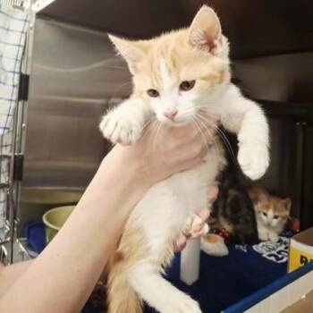 Creamsicle -  Domestic Short Hair Cat Available for Adoption in Voorhees Township, New Jersey - Creamsicle | PetCurious