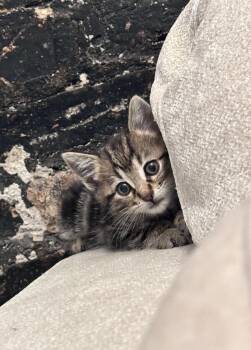 Rescue Domestic Short Hair Cats for Adoption in Evanston, Illinois - Yoshi | PetCurious