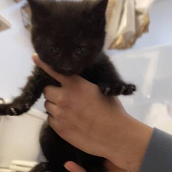 Domestic Medium Hair Cats Available for Adoption - Frankie | PetCurious