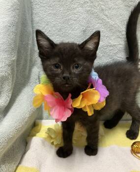George -  Domestic Short Hair Cat for Adoption in Dublin, Ohio - George | PetCurious