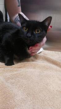 Rescue Domestic Short Hair Cats for Adoption in Chesapeake, Virginia - Jane Goodall | PetCurious