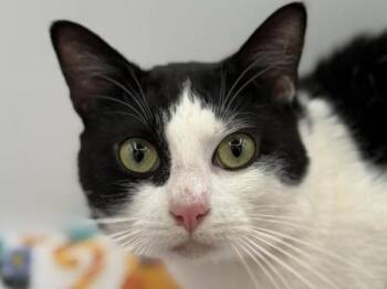Domestic Short Hair Cats Available for Adoption in Portland, Oregon - Conner | PetCurious