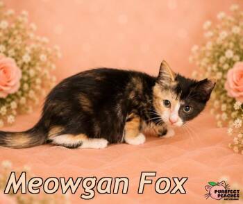 Meowgan Fox -  Domestic Short Hair Cat for Adoption in Douglasville, Georgia - Meowgan Fox | PetCurious