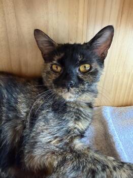 Domestic Short Hair Cats Available for Adoption in West Mifflin, Pennsylvania - Aurelia | PetCurious