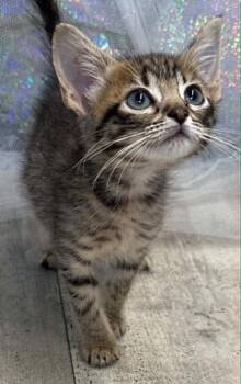 Coffee -  Domestic Short Hair Cat for Adoption in Shreveport, Louisiana - Coffee | PetCurious