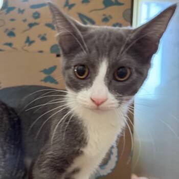 Tetra -  Domestic Short Hair Cat for Adoption in West Olive, Michigan - Tetra | PetCurious