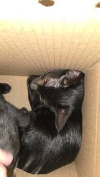 Eric -  Domestic Short Hair Cat for Adoption in Wichita, Kansas - Eric | PetCurious