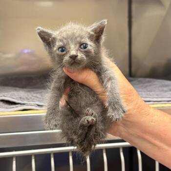 Domestic Short Hair Cats Available for Adoption in Lake Panasoffkee, Florida - Tot | PetCurious