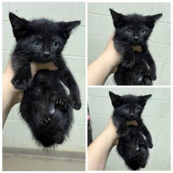 Farrah -  Domestic Short Hair Cat for Adoption in Dublin, Virginia - Farrah | PetCurious