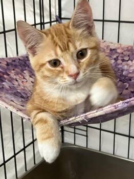 Arkrose -  Domestic Short Hair Cat for Adoption in Lunenburg, Massachusetts - Arkrose | PetCurious