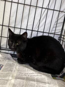 Domestic Short Hair Cats Available for Adoption in Sorrento, Louisiana - Latte | PetCurious