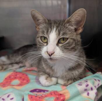 Ostara (Spayed) (Empty-Nester) (Photos May-June 2026) -  Tabby and Domestic Short Hair Cat for Adoption in Marietta, Ohio - Ostara (Spayed) (Empty-Nester) (Photos May-June 2026) | PetCurious