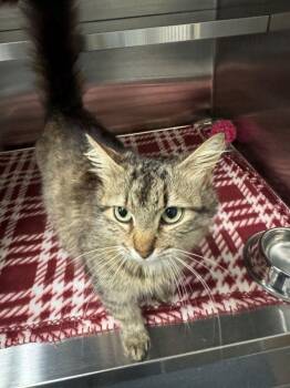 Domestic Long Hair Cats Available for Adoption in Hilton Head Island, South Carolina - Tigress | PetCurious