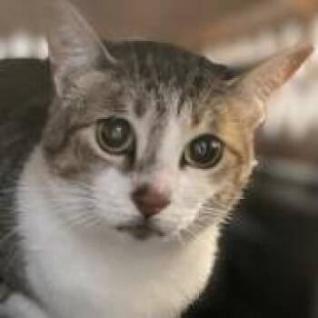 Minty -  Domestic Short Hair Cat for Adoption in Brenham, Texas - Minty | PetCurious