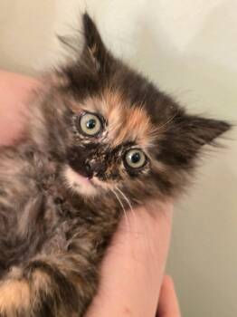 Maine Coon and Tortoiseshell Cats Available for Adoption in Buford, Georgia - Pookie | PetCurious