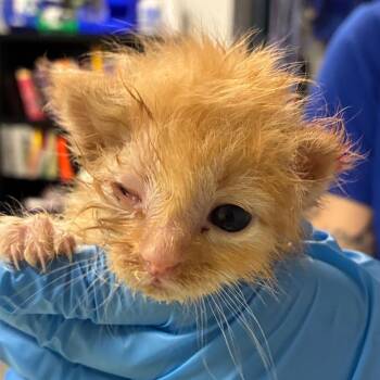 Zax -  Domestic Short Hair Cat for Adoption in Greenville, South Carolina - Zax | PetCurious