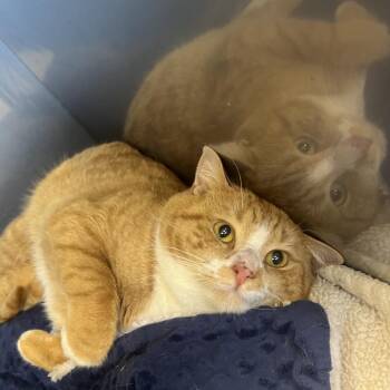 Ray -  Domestic Short Hair Cat for Adoption in Hampton Bays, New York - Ray | PetCurious