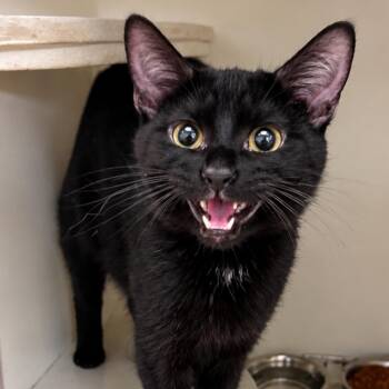 Binx -  Domestic Short Hair Cat for Adoption in New Castle, Indiana - Binx | PetCurious
