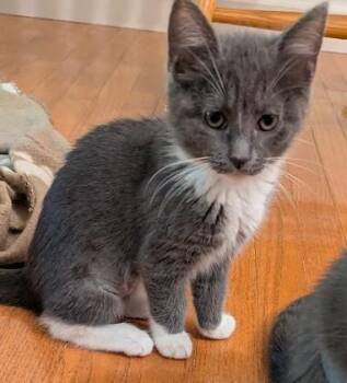 Cleo Cate -  Domestic Short Hair Cat for Adoption - Cleo Cate | PetCurious