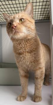 Domestic Short Hair Cats Available for Adoption in Alexandria, Virginia - Simba | PetCurious