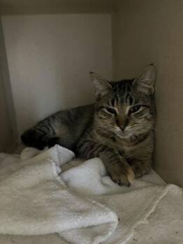 Rescue Domestic Short Hair Cats for Adoption in Steamboat Springs, Colorado - Chrissy | PetCurious